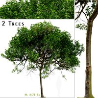Set of Pittosporum undulatum Tree (Australian cheesewood) (2 Trees) (201904)