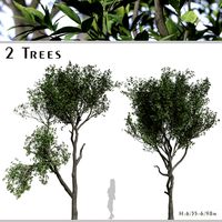 Set of Elaeocarpus Japonicus Trees (Elaeocarpaceae) (2 Trees) (199969)