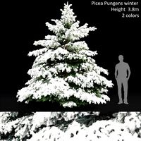 Picea pungens winter 2 (197435)