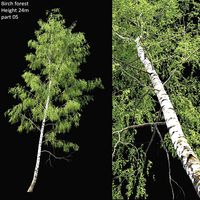 Birch forest part 5 (196429)