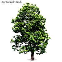 Acer Campestre #03 (192936)