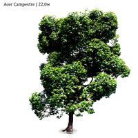 Acer Campestre #02 (22.0m) (192935)
