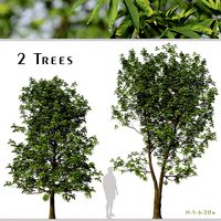 Set of Daphniphyllum Macropodum Trees ( False Daphne ) (2 Trees) (187759)