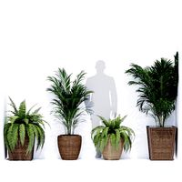 Potted plants (187709)