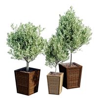 Plants Melfa (186548)