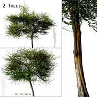 Set of English Hawthorn Tree ( Crataegus monogyna ) (2 Trees) (182041)