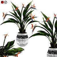 Potted plant Bird of paradise flower (181602)