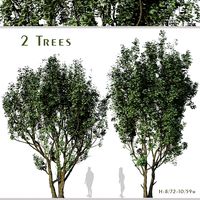 Set of Acer Campestre Tree (Field maple) (2 Trees)  (181524)