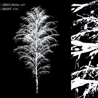 Winter birch v.01 (11m) (173979)