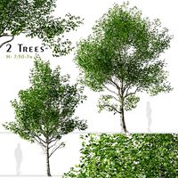 Set of Betula utilis Trees (Himalayan Birch) ( 2 Trees ) (173932)