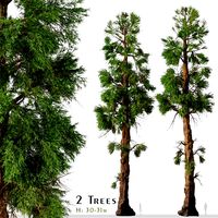 Set of Giant sequoia Tree (Sequoiadendron Giganteum) (2 Trees) (168565)
