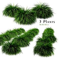 Set of Hakonechloa Plant (Japanese Forest Grass) (3 Plants) (168395)