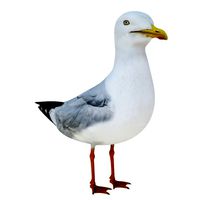 Seagull (168331)