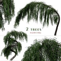 Set of Larix Kaempferi Pendula Tree (Japanische Hänge Lärche) (2 Trees) (168236)
