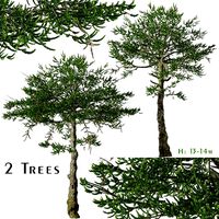 Set of Araucaria araucana Tree (Monkey puzzle) (2 Trees) (161465)
