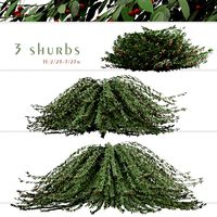 Set of Cotoneaster Salicifolius Shrubs (Willow-leaved cotoneaster) (3 Plants) (160191)