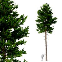 Picea Abies No 4 (158812)