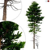 Picea Abies No 1 (157613)