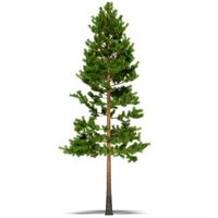 Pine 3D Model