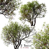 Set of Bitter cherry Tree (Prunus emarginata) (2 Trees) (156273)