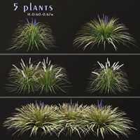Set of Ophiopogon jaburan Plants (Dwarf lilyturf) (5 Plants) (155184)