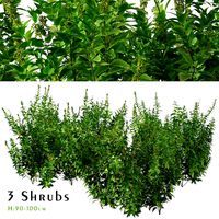 Set of Common Nettle Plants (Urtica dioica) (3 Shrubs) (154742)