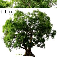 Cinnamomum camphora Tree (Camphor) (1 Tree) (154638)