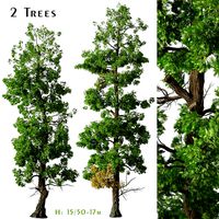 Set of Incense cedar Trees (Calocedrus decurrens) (2 Trees) (154536)