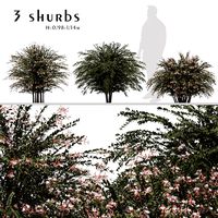 Set of Abelia grandiflora bush (Pearl Acacia) (3 Shrubs) (148866)