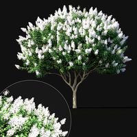 Tree Crape Myrtle No 2 with white flowers No 2 (148855)