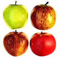 Apples 4k  (145759)