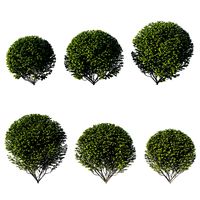 Ligustrum ovalifolium tree 01 (145732)