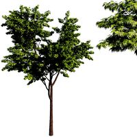 Acer palmatum green Tree maple (145726)