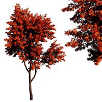 Acer palmatum Tree maple 01 (145725)
