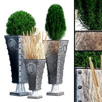 Lightfoot plants (140656)