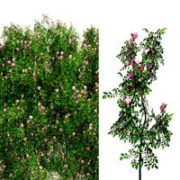 Dog Rose Flower Field (335135)