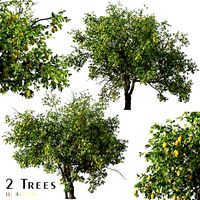 Set of Lemon or Citrus limon Tree - 2 Trees (138778)