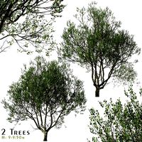 Set of London Plane Tree (Platanus acerifolia) (2 Trees) (137799)