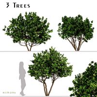 Set of Eriobotrya japonica Tree (Loquat) (3 Trees) (137692)