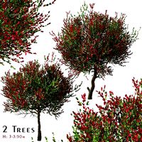 Set of Photinia fraseri Tree (Christmas berry) (2 Trees) (137377)
