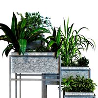 Plant in box set 081 (137216)