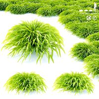 Hakonechloa macra grass (136830)