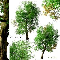 Set of Platanus orientalis Tree (Old World sycamore) (2 Trees) (135683)
