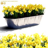 Flowerpot with flowers | Flowerpot with Narcissus (135429)