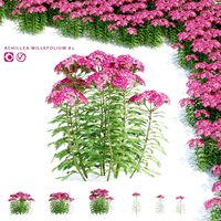 Yarrow flowers | Achillea millefolium (135048)