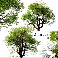 Set of Chinese Stewartia Tree (Stewartia sinensis) (2 Trees) (134470)