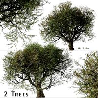 Set of Olive Tree (Olea europaea) (2 Trees) (134406)