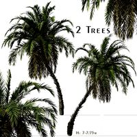 Set of Phoenix reclinata Trees (Senegal date palm) (2 Trees) (134341)