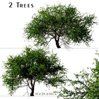 Set of Larix kaempferi Trees (Japanese larch) (2 Trees) (133026)