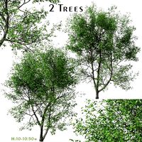 Set of American Beech Trees (Fagus grandifolia) (2 Trees) (132698)